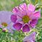Sea Shells Cosmos